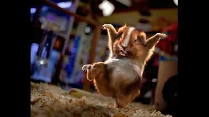 Funny Hamsters