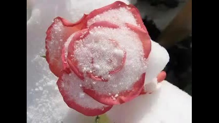 Ледени Цветя