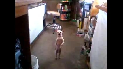 Куче играе салса