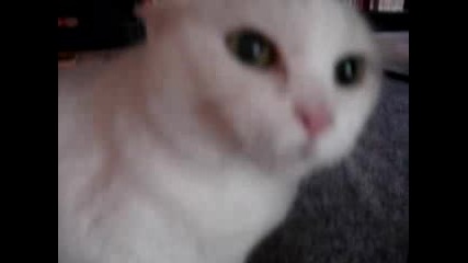 Don`t Pet This Kitty Pt. 2