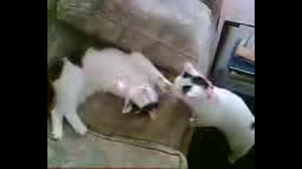 Котка ближе друга по главата