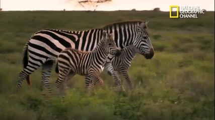 Зебра гони малък гепард