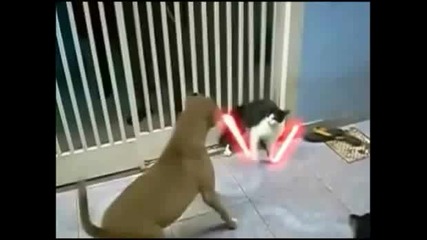 Котка с лазери vs Куче (смях)
