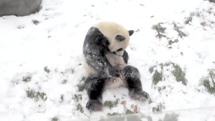 Панда се радва на снега