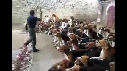 Как се Узаптяват 100 Кучета