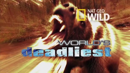 World's Deadliest - Sea Lion vs. Octopus
