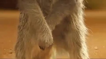Сурикати бият Меси на футбол в реклама на „пепси