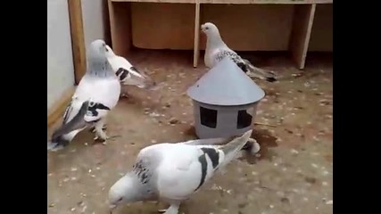 Турски Гълъби Мардин 