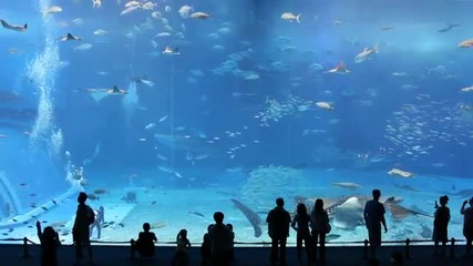 Kuroshio Sea - 2nd largest aquarium tank in the world - song is Please don t go by Barcelona 