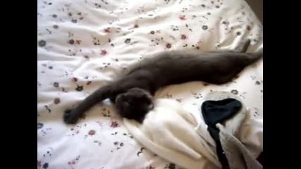 на котенцето му се спи