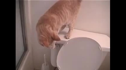 Коте пуска водата в тоалетната