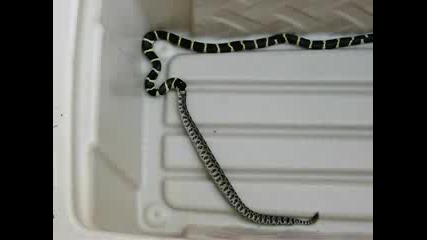 Кралска змия яде гърмяща змия
