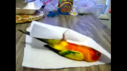 Сладко папагалче се завива със салфетка- Смях