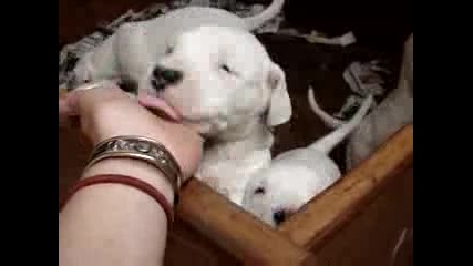 Dogo Argentino Cuccioli White Dragon