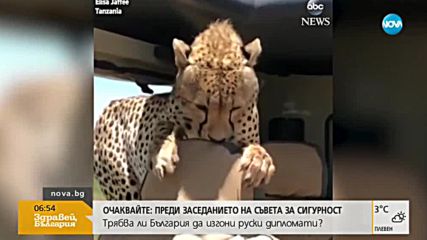 Гепард влезе в кола, докато в нея имаше хора