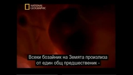 В утробата : животните - National Geographic + Bg subs част2/4