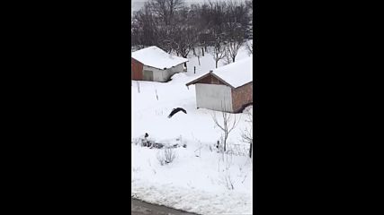 Черни щъркели във Видинско