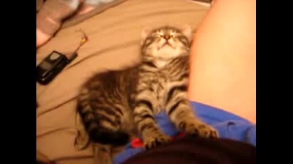 Коте Прави Масаж