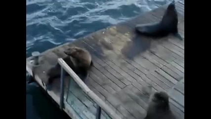 Тюлен имитира смеха на жена
