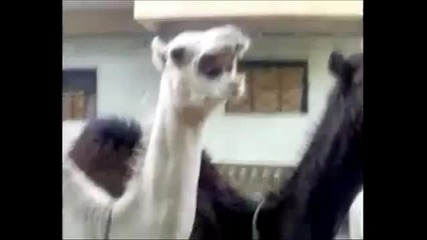Как се смеят камилите