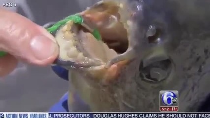 Такова нещо не сте виждали! Хванаха риба с човешки зъби, а прякорът и е „лешникотрошачката“