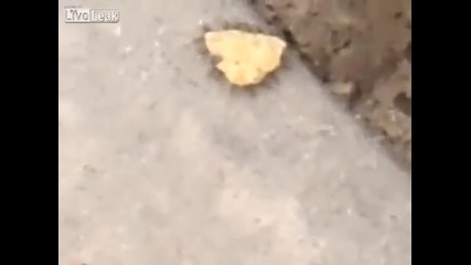 Мравки носят голямо парче чипс
