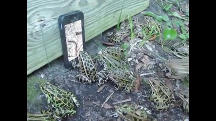 Жаби се блъскат пред телефон с червейче