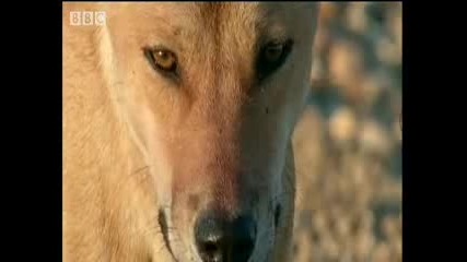 Bbc - Kangaroo vs. Dingo