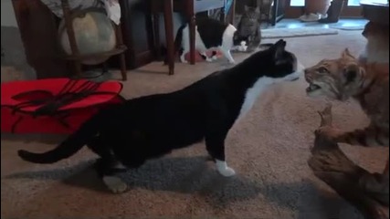 Котки се плашат от препарирана дива котка