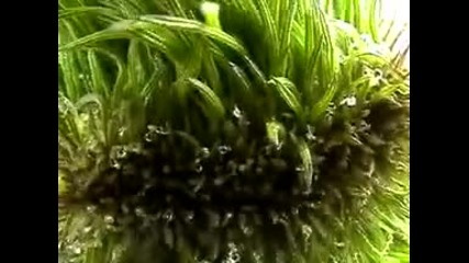 ganja moooc