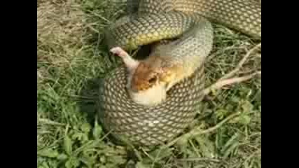 Ето как Змиите убиват и се хранят !
