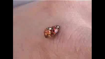Калинки Правят Див Секс 