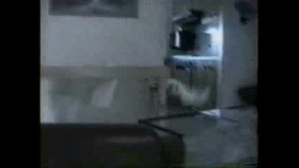 Sme6ni kotki