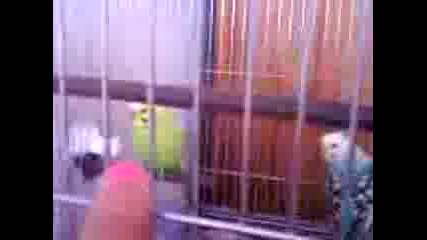 Video 0036