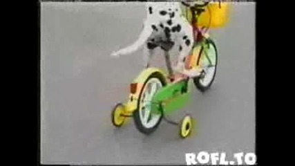Далматинец кара колело