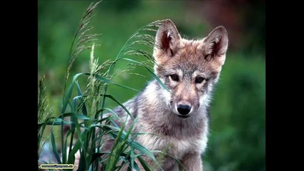 The Joy of Wolves (vangelis)