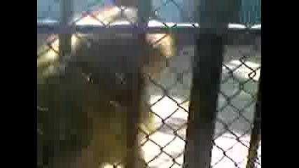 Маймуната С Червен Гъз В Ловешкия Зоопарк