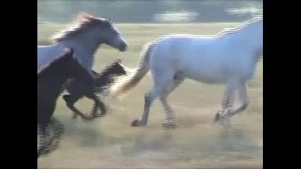 Andalusian Horses for Sale - Farm Video