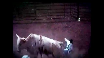 2 year old bucking bulls 