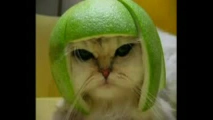 Funny Animals Pics