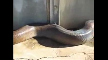 Намериха Най - Дългата Змия Мъртва 