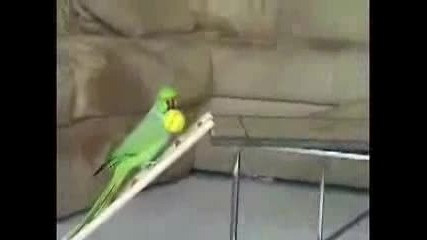 Птица Умница - Дресирано Папагалче
