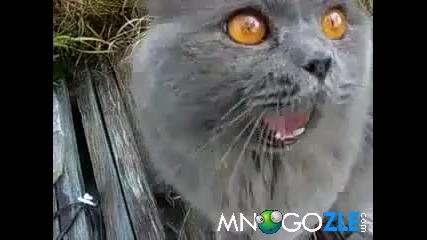 Много смях - Котка се оплаква на свой език