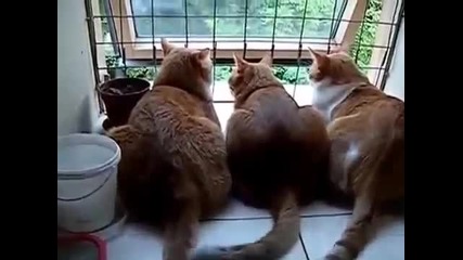 Трио котки в клюкарника