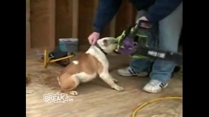 Crazy Dog Climbs Ladder, Attacks Chainsaw 