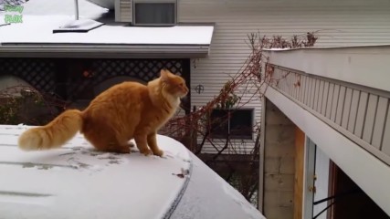 Забавни Котки в Снега 2016