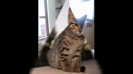 сладки животни