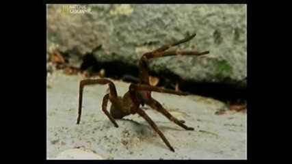Ухапи ме - Бразилски скитащ паяк бг 