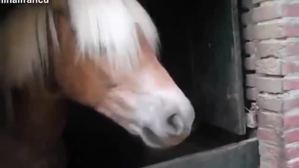 Funny Videos Funny cats and dogfunny Poeple 2014 Animals Making 2014 New