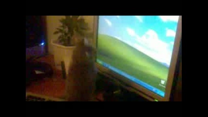 котето Лейла и мишката Genius